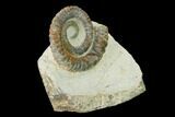 Early Devonian Ammonite (Anetoceras) - Tazarine, Morocco #154312-2